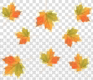 Cascading Maple Fall Leaves  HD Png Download