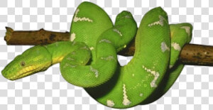Transparent Cute Snakes Clipart   Green Snake Transparent Background  HD Png Download