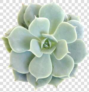 Echeveria Fleur Blanc Succulent Plant  Succulent Care   Succulent Plant  HD Png Download