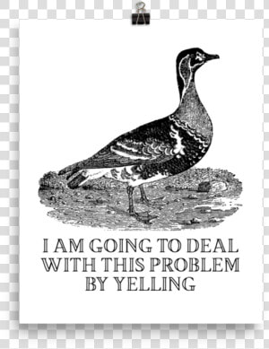 Yelling Poster Srcset Data   Effin Birds Yelling  HD Png Download