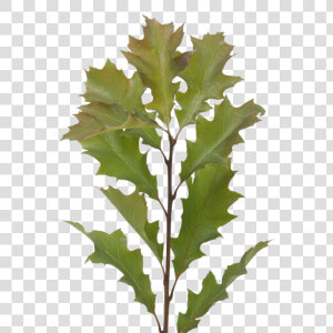 Quercus Leaves   Maple Leaf  HD Png Download