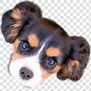   puppy  face  dog   Companion Dog  HD Png Download