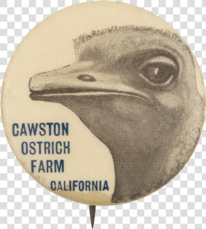 Cawston Ostrich Farm Event Button Museum   Bald Eagle  HD Png Download