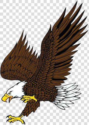 Eagle Clipart Bald Attack By Animals Characters Images   Eagle Drawing With Color  HD Png Download