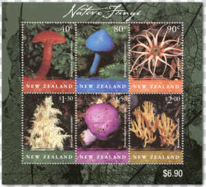 Nz Native Fungi  HD Png Download