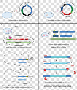 Outline Of No scar Recombineering Methods Final 2  HD Png Download