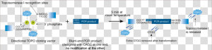 Topo Directional Cloning  HD Png Download