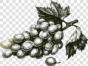 Transparent Wine Grapes Png   Vector Wine Grape Png  Png Download