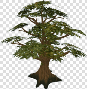 Palm Tree Drawing On Wood  3d   Oak Tree Runescape  HD Png Download