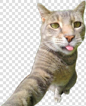  catselfie  cat  selfie   Селфи Кота  HD Png Download