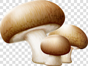 Transparent Oyster Clipart Free   Mushroom Clipart  HD Png Download