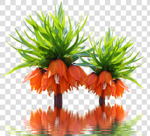 Reflection  HD Png Download
