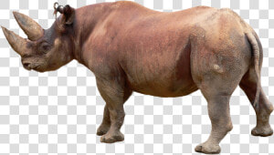 Rhino Png Image File   Black Rhino White Background  Transparent Png