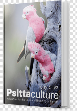 Psittaculture Tony Silva 2018  HD Png Download