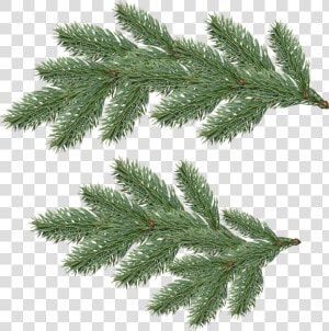 Fir Tree Png Transparent   Pine Tree Branch Png  Png Download
