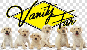 Picture   Perros Bebes Png  Transparent Png