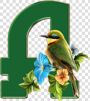 Alfabeto Passaros  HD Png Download