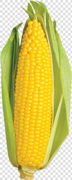 Transparent Sweet Corn Clipart   Nào Tối Nay Ăn Gì Thế Lưỡng Nan Của Loài Ăn Tạp  HD Png Download