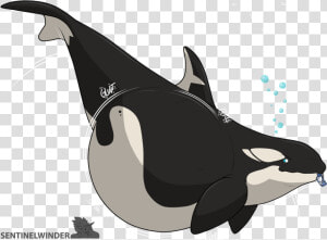 Hungriest Orca    HD Png Download