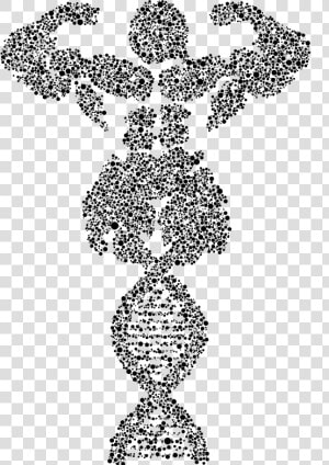 Bodybuilder Dna Circles   Line Art  HD Png Download