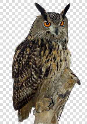 Owls Png Free Background   Owl Png Hd  Transparent Png