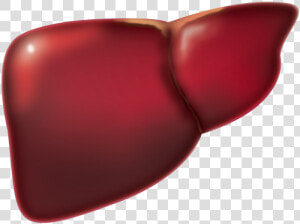 Liver  HD Png Download