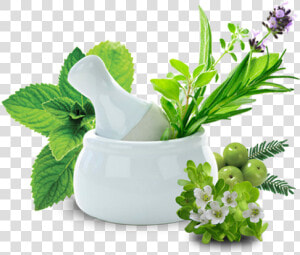 Polycystic Kidney Treatment In India  HD Png Download