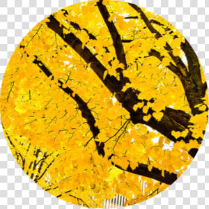 Tumblr Yellow Vintage Overlay Collage Treefreetoedit   You Might Belong In Hufflepuff Where They  HD Png Download