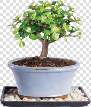 Brussel S Bonsai Jade Bonsai Tree   Png Download   Small Indoor Bonsai Tree  Transparent Png
