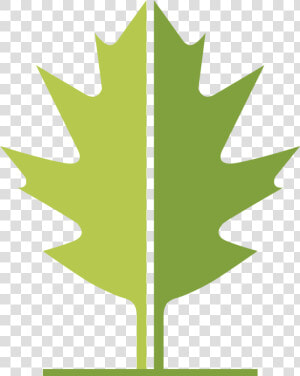 Wlt Leaf   Maple Leaf  HD Png Download