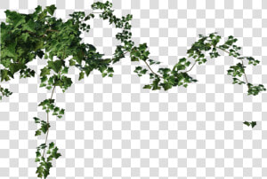 Ivy Vine Png Free Download   Ivy Png  Transparent Png