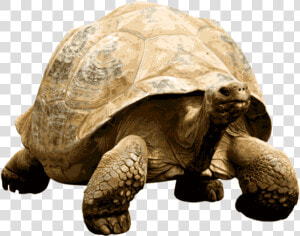 Giant Tortoise   Giant Tortoise Transparent  HD Png Download
