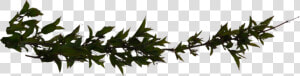 Download Branch Png Hd   Branches With Leaves Png  Transparent Png