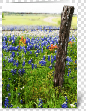 Memories Of Spring Greeting Card  HD Png Download