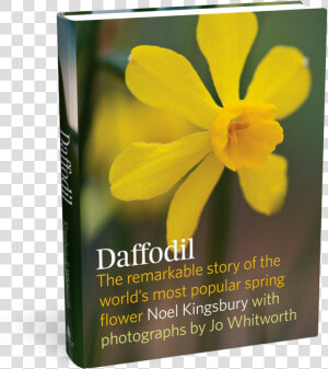 Cover   Narcissus  HD Png Download