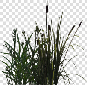 Download For Free Pond Png In High Resolution   Transparent Swamp Plants Png  Png Download