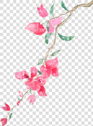 Watercolor Images Of Bougainvillea  HD Png Download