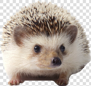 Pet White Bellied Hedgehog  HD Png Download
