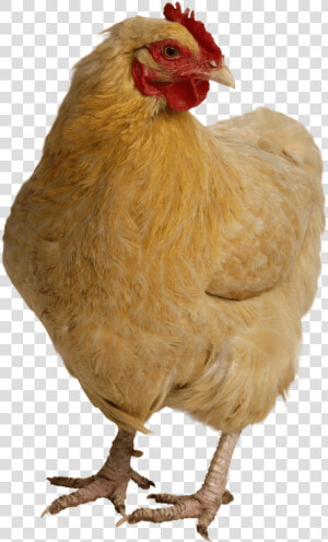 Transparent Chicken Png Transparent   Chicken High Res Png  Png Download