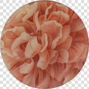 Persian Buttercup  HD Png Download