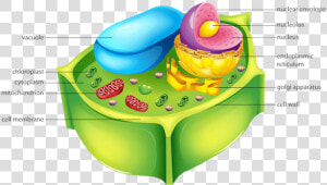 Picture   Cellulose In Plant Cell  HD Png Download