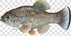 Comanche Springs Pupfish  HD Png Download