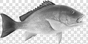 Grilled Whole Snapper   Red Snapper Clipart  HD Png Download