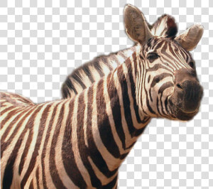 Download Zebra Png Transparent Image   Quagga Transparent  Png Download