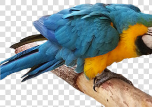 Parrot  HD Png Download