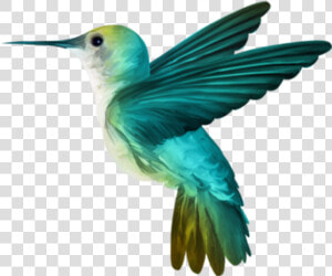 67105   Beija Flor Passaro Png  Transparent Png