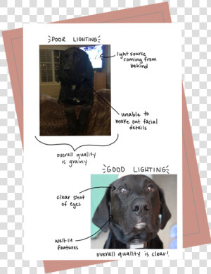 Goodlighting Example   Labrador Retriever  HD Png Download