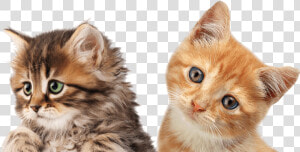 Kitten Headshot   Gatinhos Png  Transparent Png