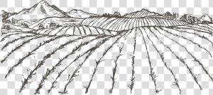 Transparent Rice Plant Clipart   Sketch Agriculture Drawings Easy  HD Png Download