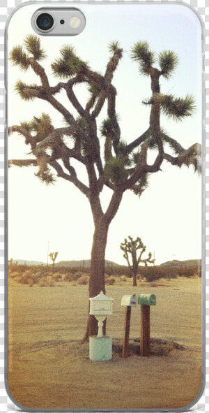 Joshua Tree Png  Transparent Png